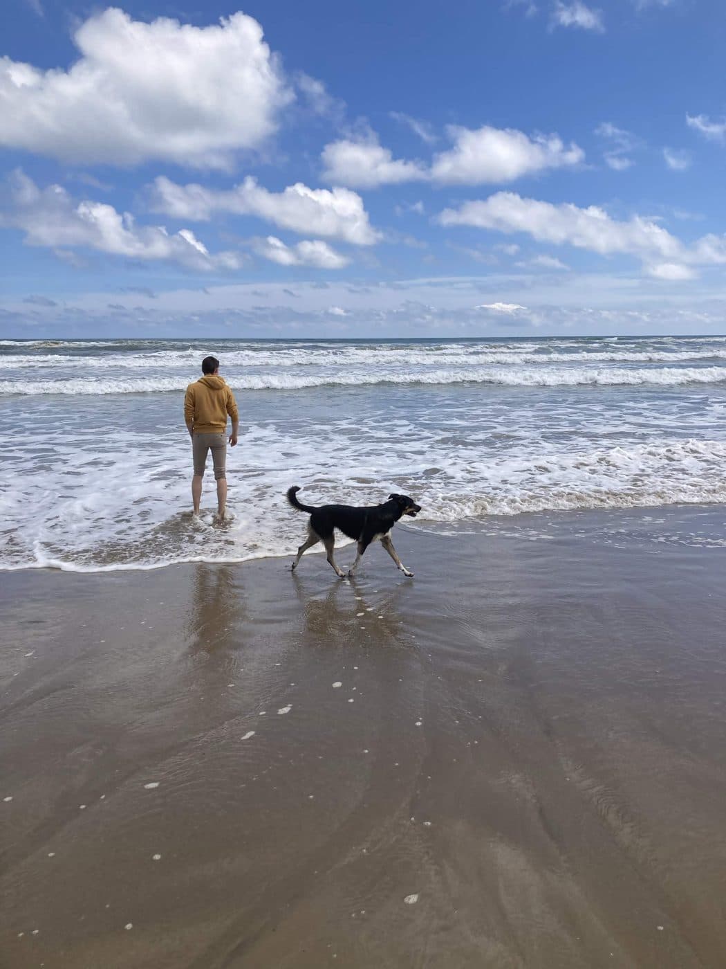 Balade avec un chien sur la plage