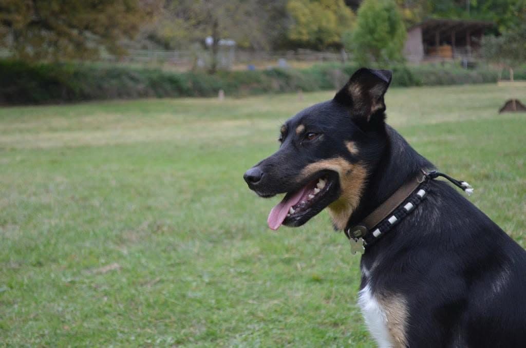 Portrait de chien attentif