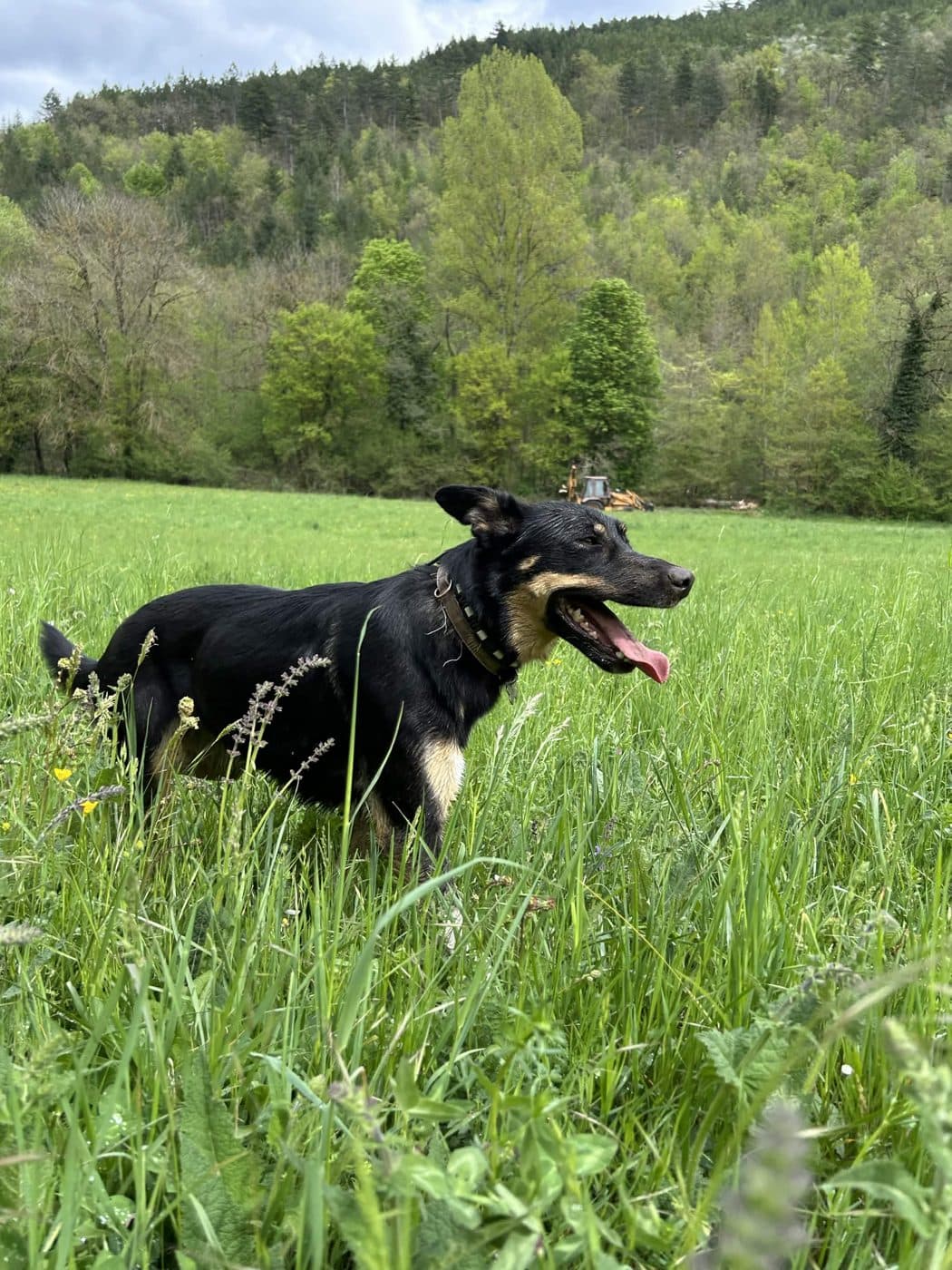 Chien dans une prairie