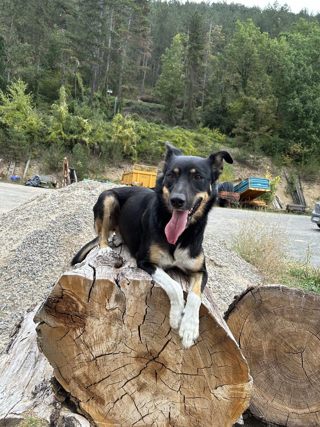 Chien posé sur un rondin